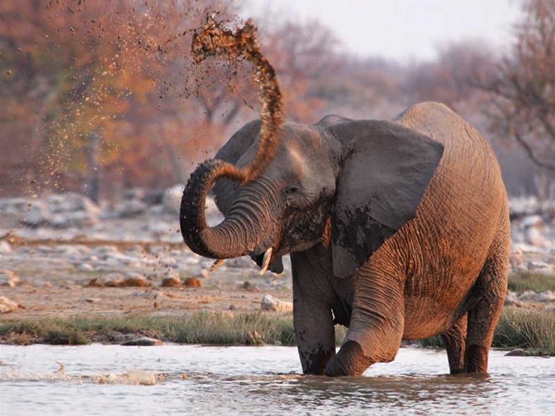 Africa Nature Animals (35)
